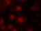 Forkhead Box O4 antibody, orb14856, Biorbyt, Immunofluorescence image 