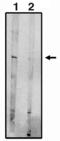 Sphingosine-1-Phosphate Receptor 5 antibody, MBS395666, MyBioSource, Western Blot image 