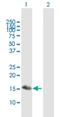 BATF3 antibody, H00055509-B01P, Novus Biologicals, Western Blot image 