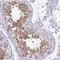 Tetratricopeptide Repeat Domain 30A antibody, NBP2-46792, Novus Biologicals, Immunohistochemistry frozen image 