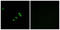 Sp1 Transcription Factor antibody, LS-C118246, Lifespan Biosciences, Immunofluorescence image 