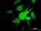 NADH:Ubiquinone Oxidoreductase Subunit A9 antibody, H00004704-M01, Novus Biologicals, Immunofluorescence image 