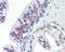 Claudin 4 antibody, 49-877, ProSci, Immunohistochemistry paraffin image 