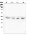Wnt Family Member 4 antibody, A00879, Boster Biological Technology, Western Blot image 