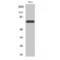 Nuclear RNA Export Factor 1 antibody, LS-C386306, Lifespan Biosciences, Western Blot image 