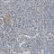 Protein Kinase C Alpha antibody, HPA006564, Atlas Antibodies, Immunohistochemistry frozen image 