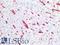 Glycophorin A (MNS Blood Group) antibody, LS-B16104, Lifespan Biosciences, Immunohistochemistry paraffin image 