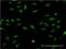 LIM Domain Only 4 antibody, H00008543-M02, Novus Biologicals, Immunocytochemistry image 