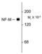 Neurofilament Medium antibody, GTX82643, GeneTex, Western Blot image 