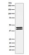 Paraoxonase 2 antibody, M02027-1, Boster Biological Technology, Western Blot image 