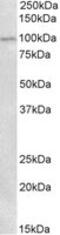 Autotaxin antibody, MBS423461, MyBioSource, Western Blot image 