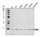 Eukaryotic Translation Initiation Factor 4E Binding Protein 1 antibody, A00968-1, Boster Biological Technology, Western Blot image 