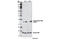 Histone Cluster 1 H2B Family Member B antibody, 9083P, Cell Signaling Technology, Western Blot image 