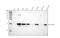 AIF1 antibody, M01394-1, Boster Biological Technology, Western Blot image 