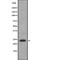 CD53 Molecule antibody, abx149094, Abbexa, Western Blot image 