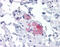 Stromal Interaction Molecule 1 antibody, 51-516, ProSci, Immunohistochemistry frozen image 