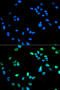 Interferon Regulatory Factor 5 antibody, 14-034, ProSci, Immunofluorescence image 