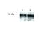 UbiA Prenyltransferase Domain Containing 1 antibody, NB100-468, Novus Biologicals, Western Blot image 