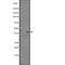 Nuclear Factor, Erythroid 2 antibody, abx215237, Abbexa, Western Blot image 