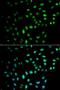 CD27 Molecule antibody, LS-C331783, Lifespan Biosciences, Immunofluorescence image 