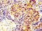 G Protein-Coupled Bile Acid Receptor 1 antibody, CSB-PA819471LA01HU, Cusabio, Immunohistochemistry paraffin image 