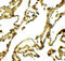UV Radiation Resistance Associated antibody, 7947, ProSci, Immunohistochemistry frozen image 