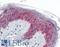 Vav Guanine Nucleotide Exchange Factor 3 antibody, LS-B3237, Lifespan Biosciences, Immunohistochemistry frozen image 