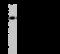 N-Myc Downstream Regulated 1 antibody, 14119-T62, Sino Biological, Western Blot image 