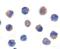 Apoptosis Inducing Factor Mitochondria Associated 1 antibody, NBP1-52446, Novus Biologicals, Immunohistochemistry frozen image 