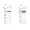 Rho Guanine Nucleotide Exchange Factor 1 antibody, NBP2-56320, Novus Biologicals, Western Blot image 