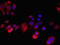 Retinaldehyde Binding Protein 1 antibody, orb400224, Biorbyt, Immunofluorescence image 