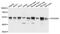 Protein Kinase C And Casein Kinase Substrate In Neurons 3 antibody, A07725, Boster Biological Technology, Western Blot image 