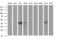 Parvin Beta antibody, MA5-26186, Invitrogen Antibodies, Western Blot image 