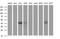 Parvin Beta antibody, MA5-26186, Invitrogen Antibodies, Western Blot image 