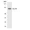 E74 Like ETS Transcription Factor 4 antibody, LS-C291922, Lifespan Biosciences, Western Blot image 