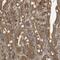 ARPIN antibody, HPA047173, Atlas Antibodies, Immunohistochemistry frozen image 