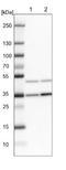 F-Box And Leucine Rich Repeat Protein 8 antibody, NBP1-83920, Novus Biologicals, Western Blot image 