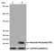 Histone Cluster 4 H4 antibody, P14495, Boster Biological Technology, Western Blot image 
