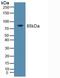 Toll Like Receptor 9 antibody, LS-C314601, Lifespan Biosciences, Western Blot image 