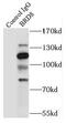 Bromodomain Containing 8 antibody, FNab00949, FineTest, Immunoprecipitation image 