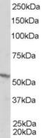 RXR beta antibody, STJ70606, St John