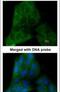 Prostaglandin E Synthase 3 antibody, PA5-29547, Invitrogen Antibodies, Immunofluorescence image 