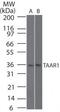 Trace Amine Associated Receptor 1 antibody, PA5-23141, Invitrogen Antibodies, Western Blot image 