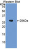 Chordin antibody, LS-C293325, Lifespan Biosciences, Western Blot image 