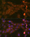 Signal Transducer And Activator Of Transcription 4 antibody, GTX02841, GeneTex, Immunofluorescence image 