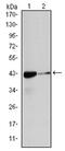 Actin Alpha 2, Smooth Muscle antibody, AM06575SU-N, Origene, Western Blot image 