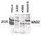 MAP kinase-activating death domain protein antibody, PA5-19879, Invitrogen Antibodies, Western Blot image 