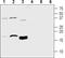 Mesencephalic Astrocyte Derived Neurotrophic Factor antibody, PA5-77543, Invitrogen Antibodies, Western Blot image 