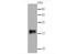 Synuclein Gamma antibody, NBP2-66861, Novus Biologicals, Western Blot image 