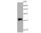 SNCG antibody, NBP2-66861, Novus Biologicals, Western Blot image 